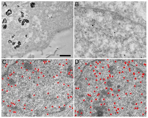 Transmission Electron Micrographs Of Hela Cell Sections Labeled In Vivo