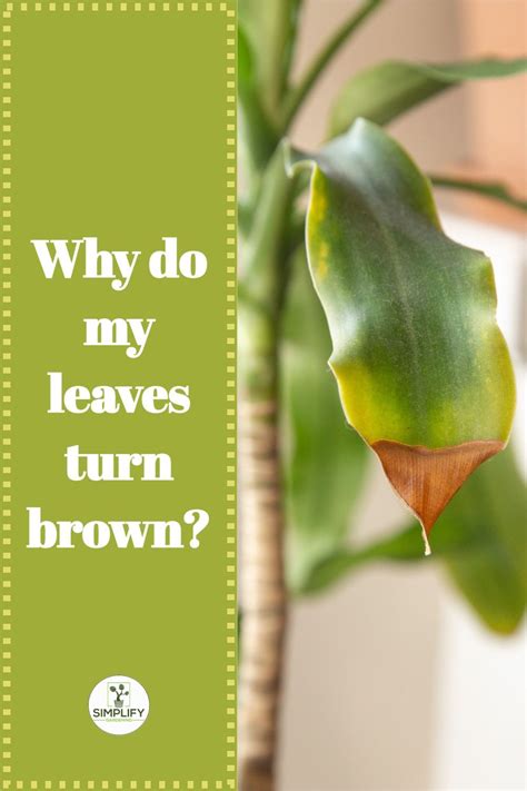 What Should I Do If My Plant Has Brown Tips On Its Leaves Artofit