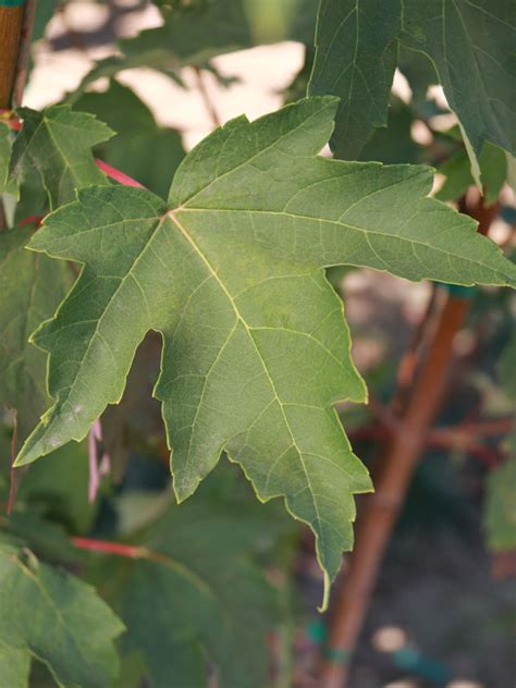 Red Sentinel Maple J Frank Schmidt Son Co