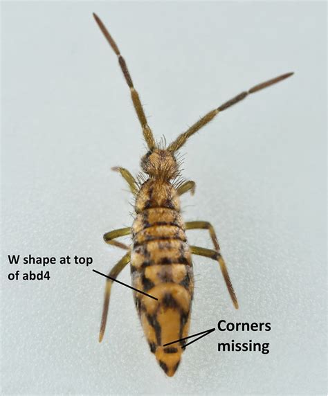 Springtails Identification Guide | Milton Keynes Natural History Society