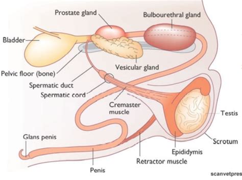 Physiology Of The Male Reproductive Tract Histology Flashcards Quizlet