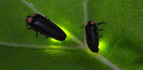 Estudo mostra que luz de vaga lumes tem mais função do que só atrair