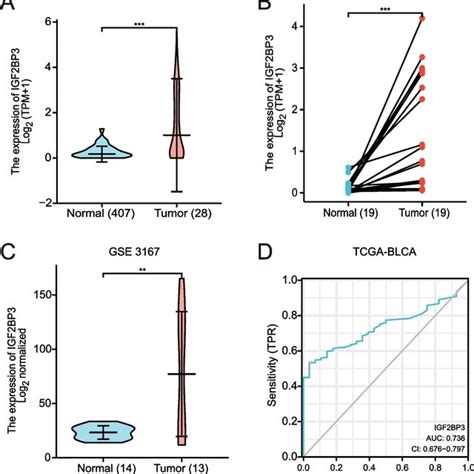 Igf2bp3 Expression In Normal And Tumor Tissues In Tcga And Gtex