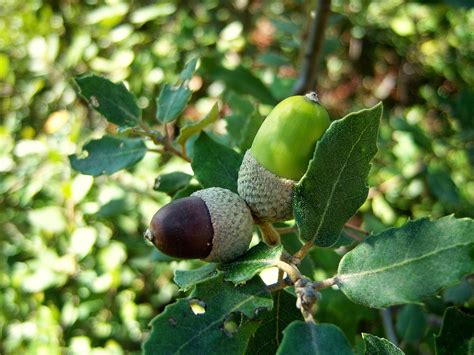 Bellotas De Coscoja Nic Serrat