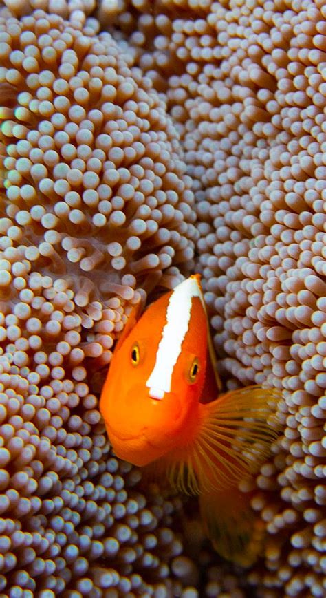 Ocellaris Clownfish Amphiprion Ocellaris