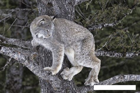 Canada Lynx | Felinos, Lince, Gatos