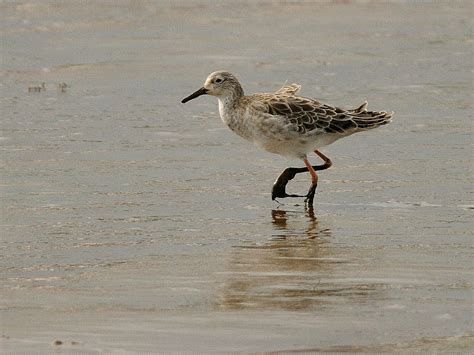 Ruff Calidris Pugnax Scolopacidae Adult Male Moulting To W Flickr