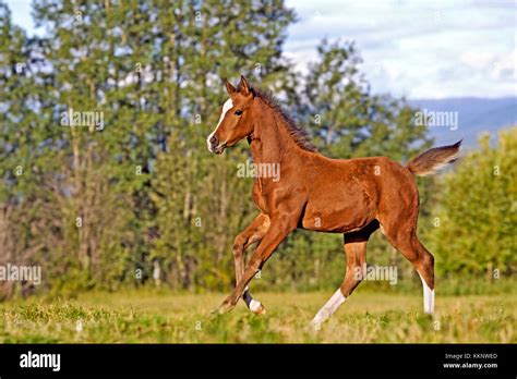 Playful Bay Arabian Foal running at spring pasture Stock Photo - Alamy