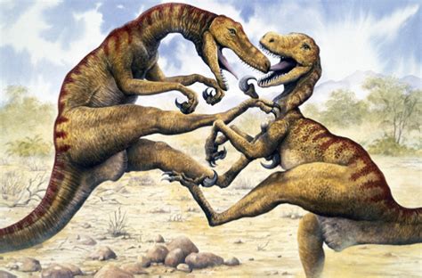 Utahraptor Vs T Rex