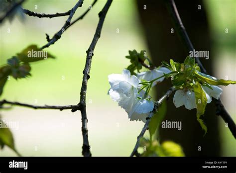 Prunus Shirotae Cherry Shirotae Tree Blossom Mount Fuji Cherry Tree