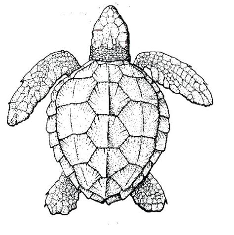 Leatherback Sea Turtle Drawing at GetDrawings | Free download