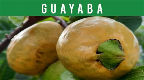 GUAYABA Con FRUTOS GOIABA ARBOLES FRUTALES TROPICAL FRUIT TREE