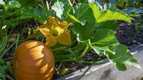 Gu A Pr Ctica Para Cultivar Calabazas De Invierno En Tu Hogar Consejos