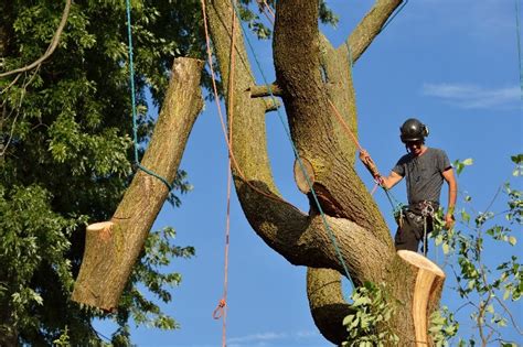 Removing Large Trees From Small Spaces Affordable Tree Service Inc