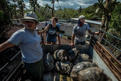 Meet Diego The Centenarian Tortoise Whose Sex Drive Saved His Species