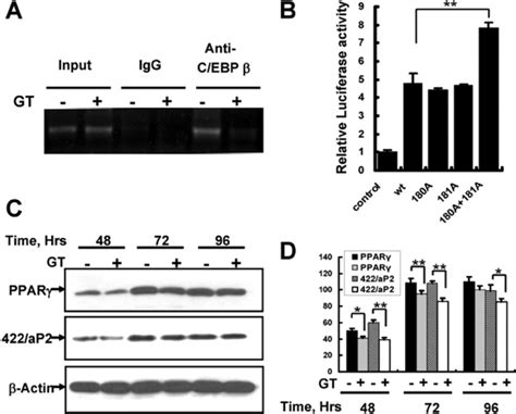 Increasing The GlcNAcylation Of C EBP Decreases Its DNA Binding And