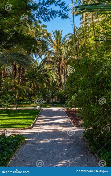 Palm Groves at Huerto Del Cura Garden in Elche Stock Photo - Image of botanic, holiday: 205096478