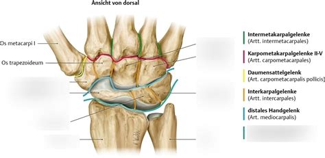 Handgelenk Diagram Quizlet