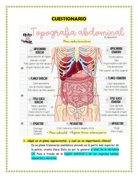 Anatomia De Abdomen 5 Abdomen Anatomг A Del Abdomen Udocz Nbkomputer