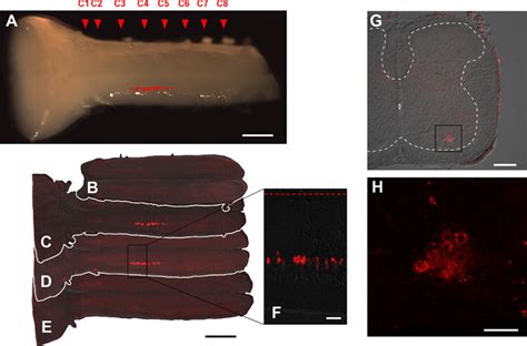 Photomicrographs And Confocal Images Showing The Distribution Of