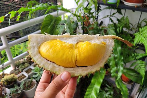 Hand Holding Malaysian Musang King Durian Close Up Stock Photo