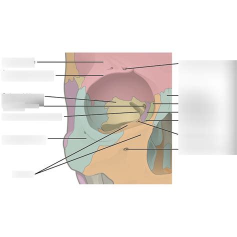 Diagram Of Bony Orbit Quizlet