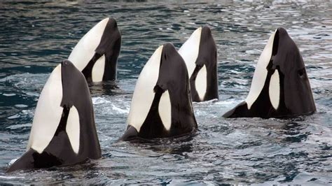 Can Killer Whales Speak Human?