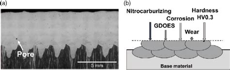 light microscopic image   cross section   schematic