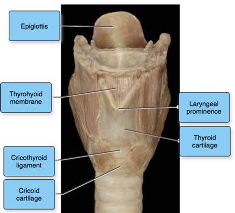 Thyrohyoid Membrane Cadaver