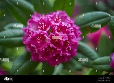 Rhododendron Pearces American Beauty Hi Res Stock Photography And