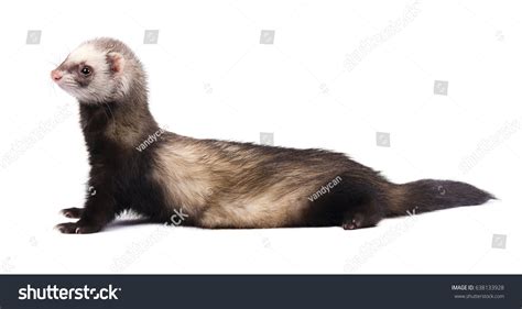 Grey Ferret Full Growth Lies Isolated Stock Photo Shutterstock