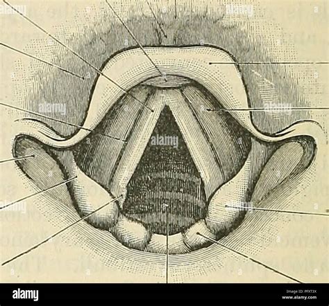 Vallecula Anatomy Larynx