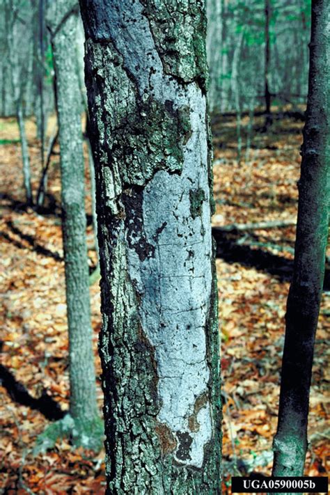 Hypoxylon Canker Of Oak Biscogniauxia Atropunctata Atropunctata