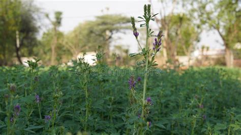 Alfalfa Or Medicago Sativa The Beautiful Backdrop Of Lucerne Or