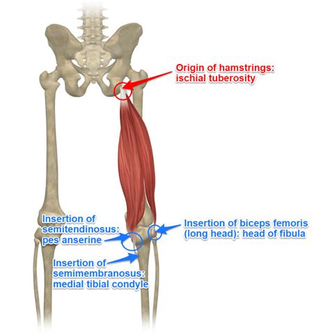 Hamstring Tendon Attachment