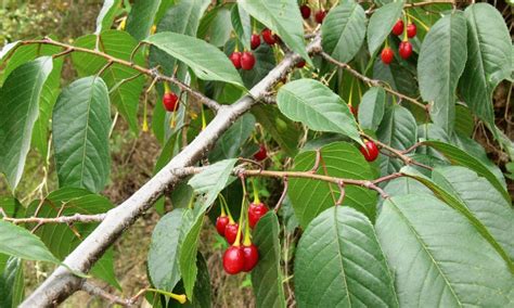 Prunus cerasoides – eFlora of India