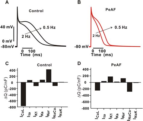 Quantifying The Contribution Of Individual Currents To Rate Dependent