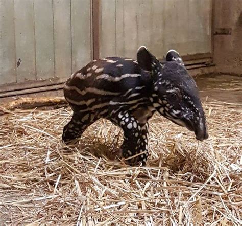 Antwerp Zoo welcomes baby tapir | The Bulletin