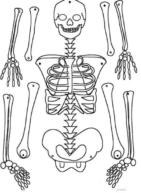 Esqueleto Humano Articulado Para Imprimir Imagui