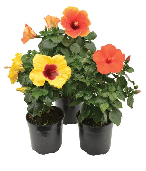 Hibiscus rosa-sinensis Varieties • Lifestyle Home Garden Online Shop