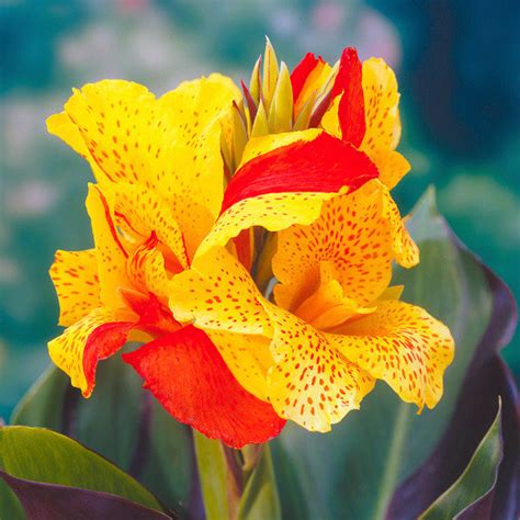 Canna Cleopatra Indisches Blumenrohr Online Kaufen Bei Gärtner Pötschke