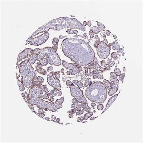 Tissue Expression Of Cdh Staining In Placenta The Human Protein Atlas