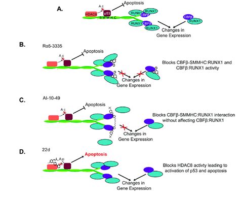 Proposed mechanism of CBFβ SMMHC inhibitors Schematic representation