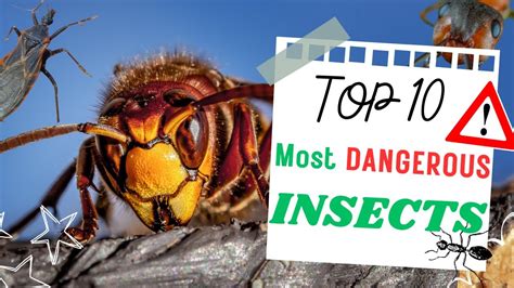 10 Top Most Dangerous Insects In The World Youtube