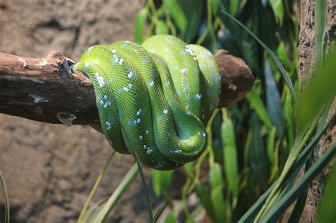 Gr Nn Python Morelia Viridis Gratis Foto P Pixabay Pixabay