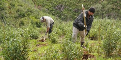 Renature Monchique Sul Informação