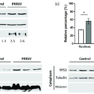 PRRSV Infection Promotes RPS3 Expression And Nuclear Accumulation In