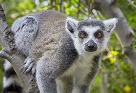 Animais Amea Ados De Extin O Pelas Mudan As Clim Ticas