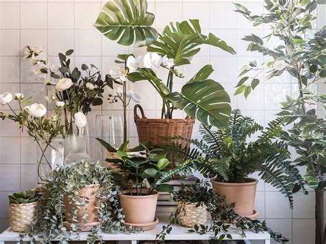 Descubre Las Plantas Naturales De Ikea Para Dar Vida A Tu Hogar