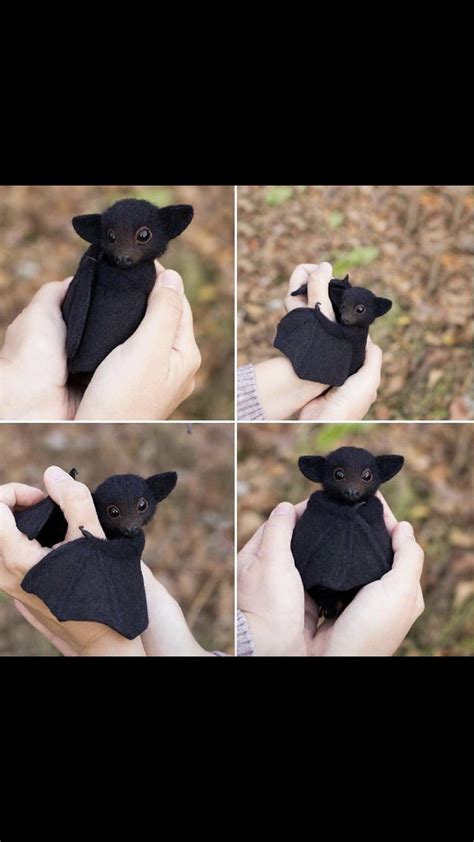 Cute little bat : r/aww